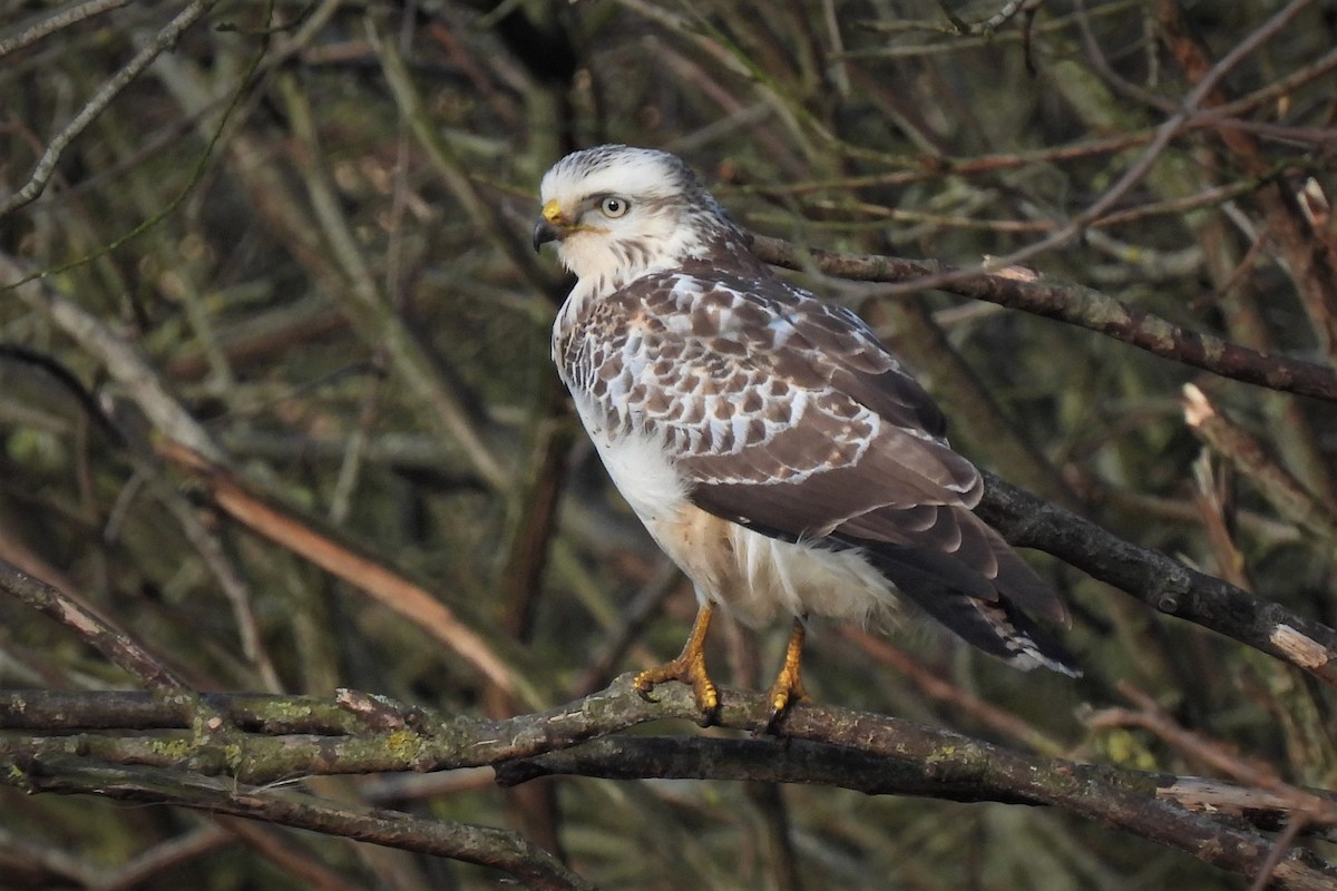 Common Buzzard (Western) - ML405978811