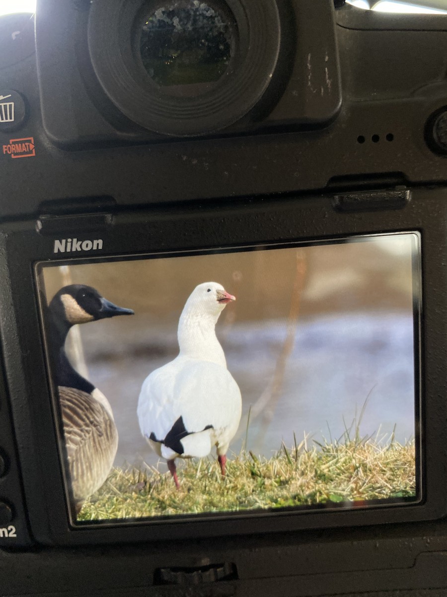 Ross's Goose - Bryan Smith