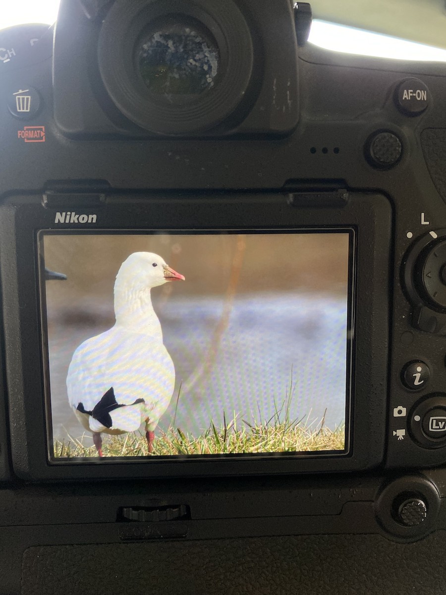 Ross's Goose - ML405979981