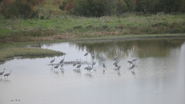 Sandhill Crane - ML405980401