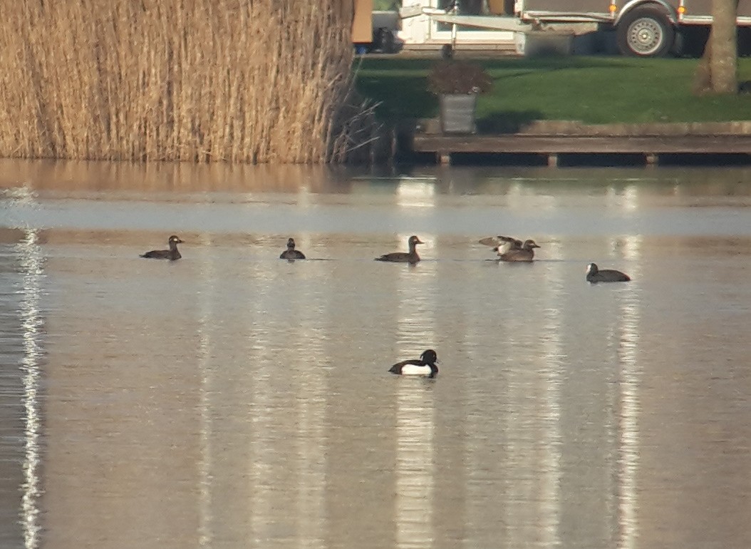 Velvet Scoter - Henk Verstraelen