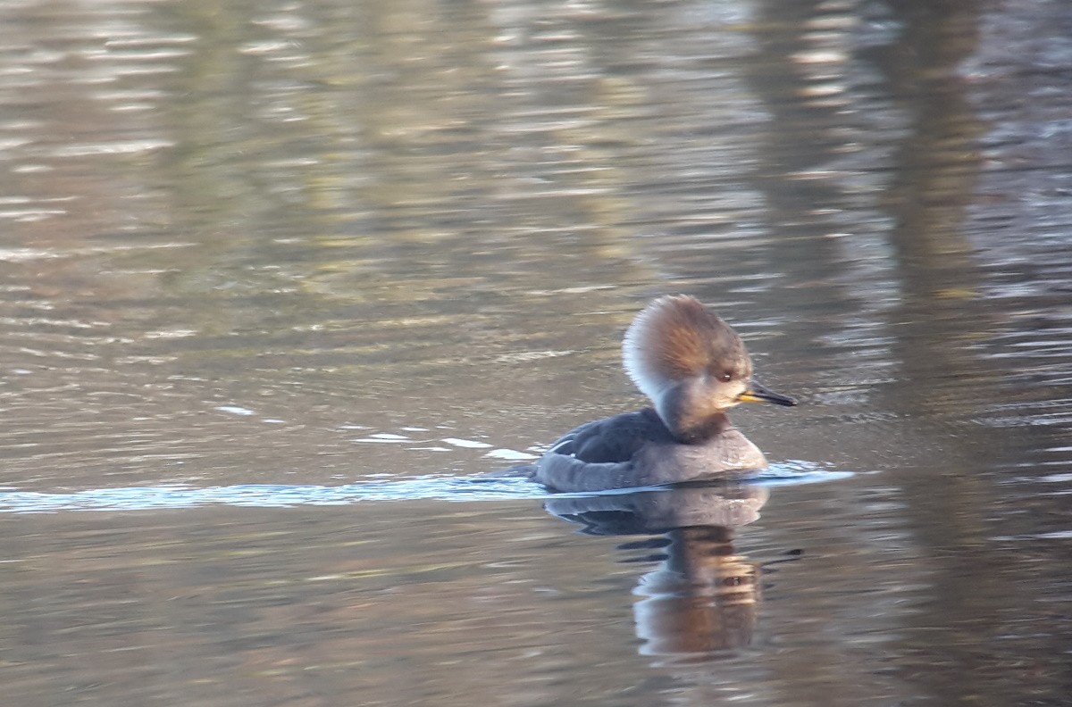 Hooded Merganser - ML405980581