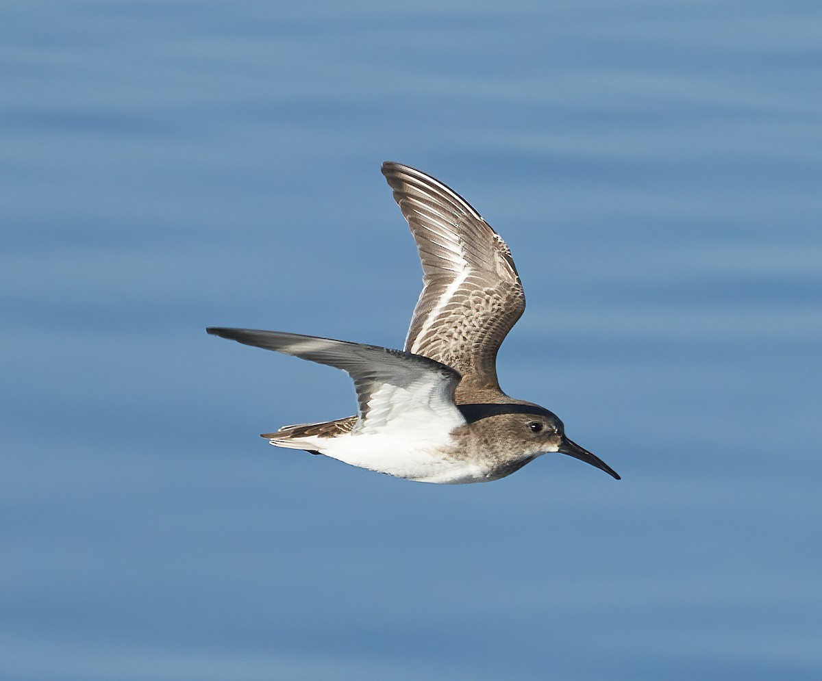 Dunlin - ML405981191