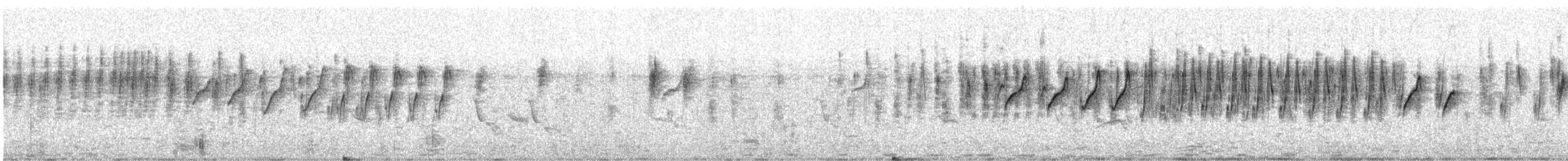 Атласная нектарница - ML405981271