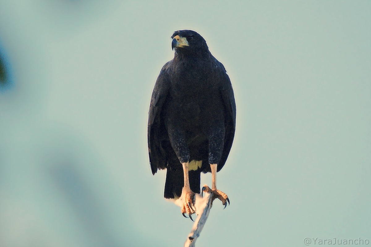 Great Black Hawk - ML405981611