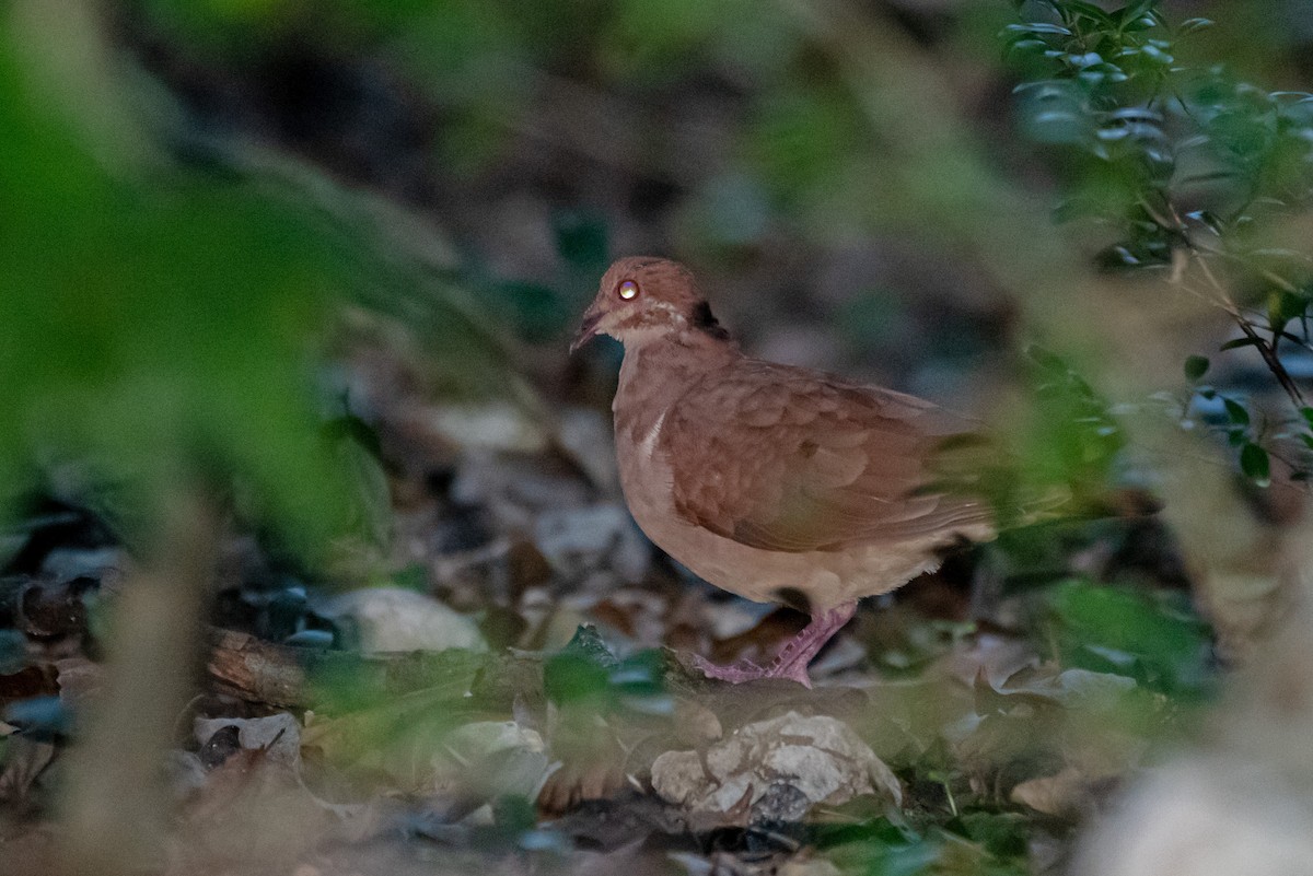 Ruddy Quail-Dove - Roberto Dall Agnol