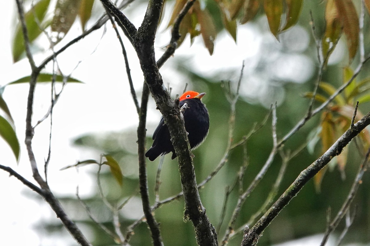 Red-capped Manakin - ML405982771