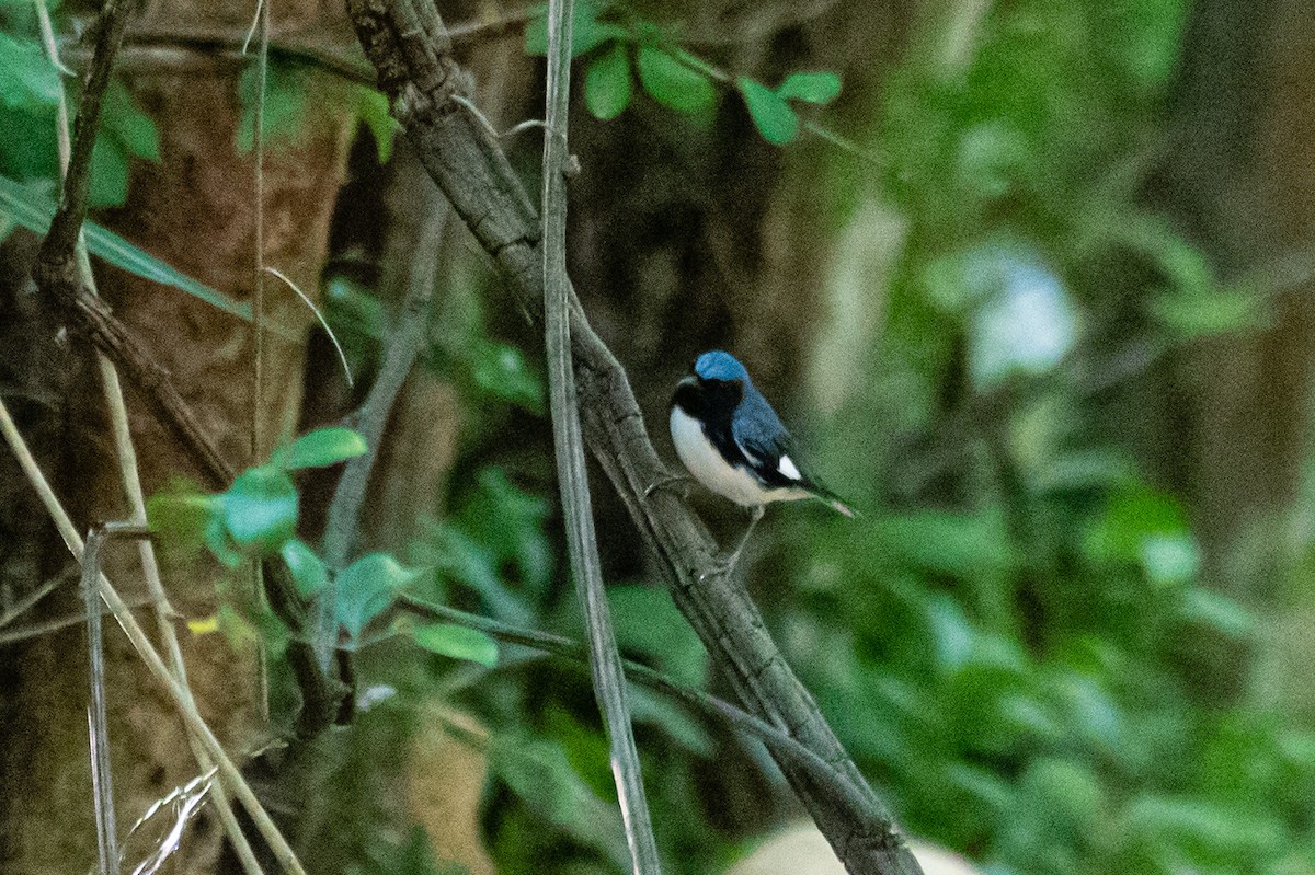 Black-throated Blue Warbler - ML405983361
