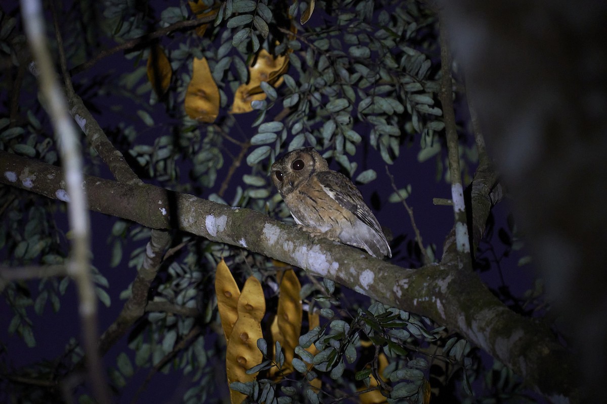 Indian Scops-Owl - ML405983691