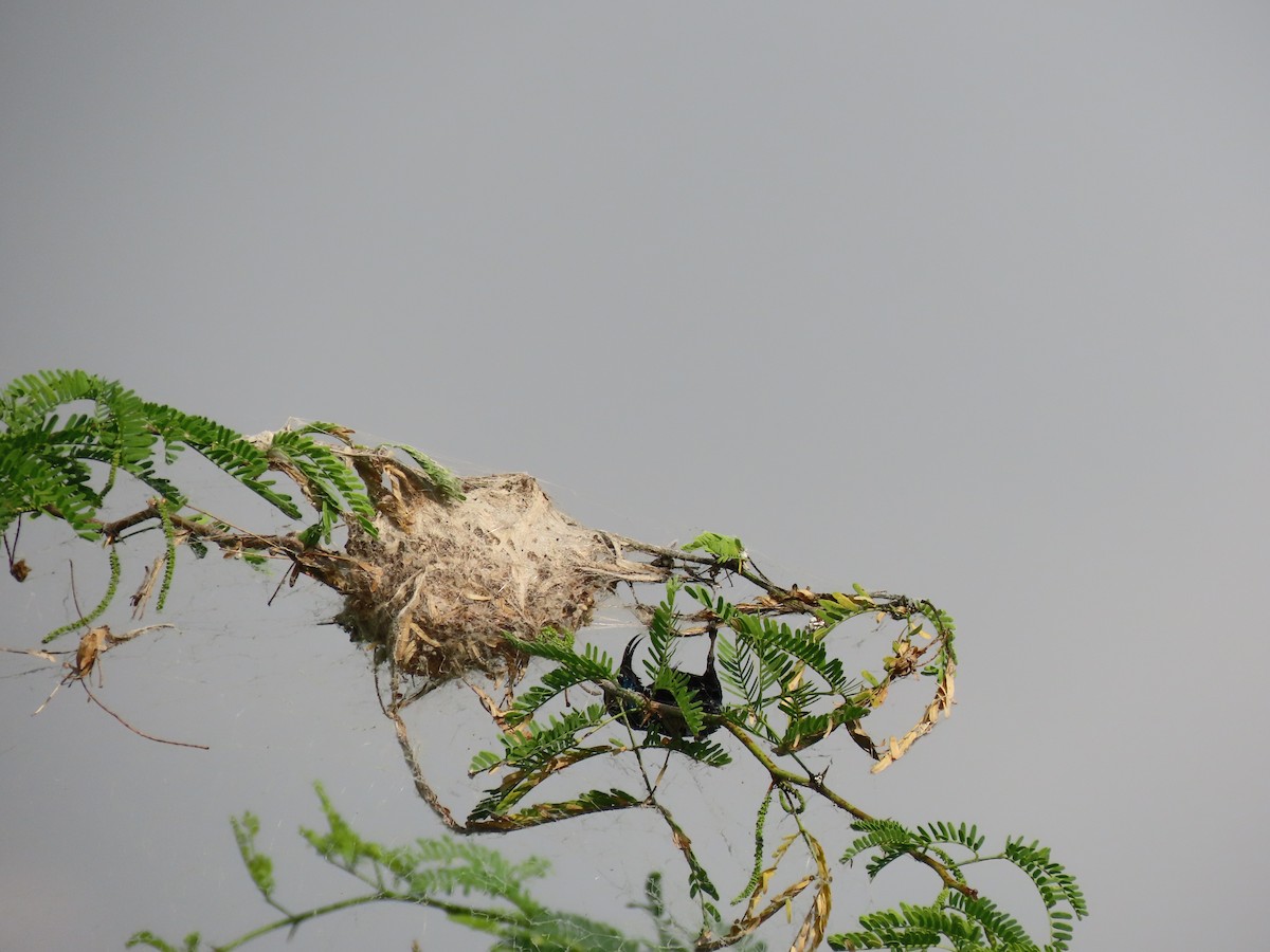 Purple Sunbird - Sreekumar Chirukandoth