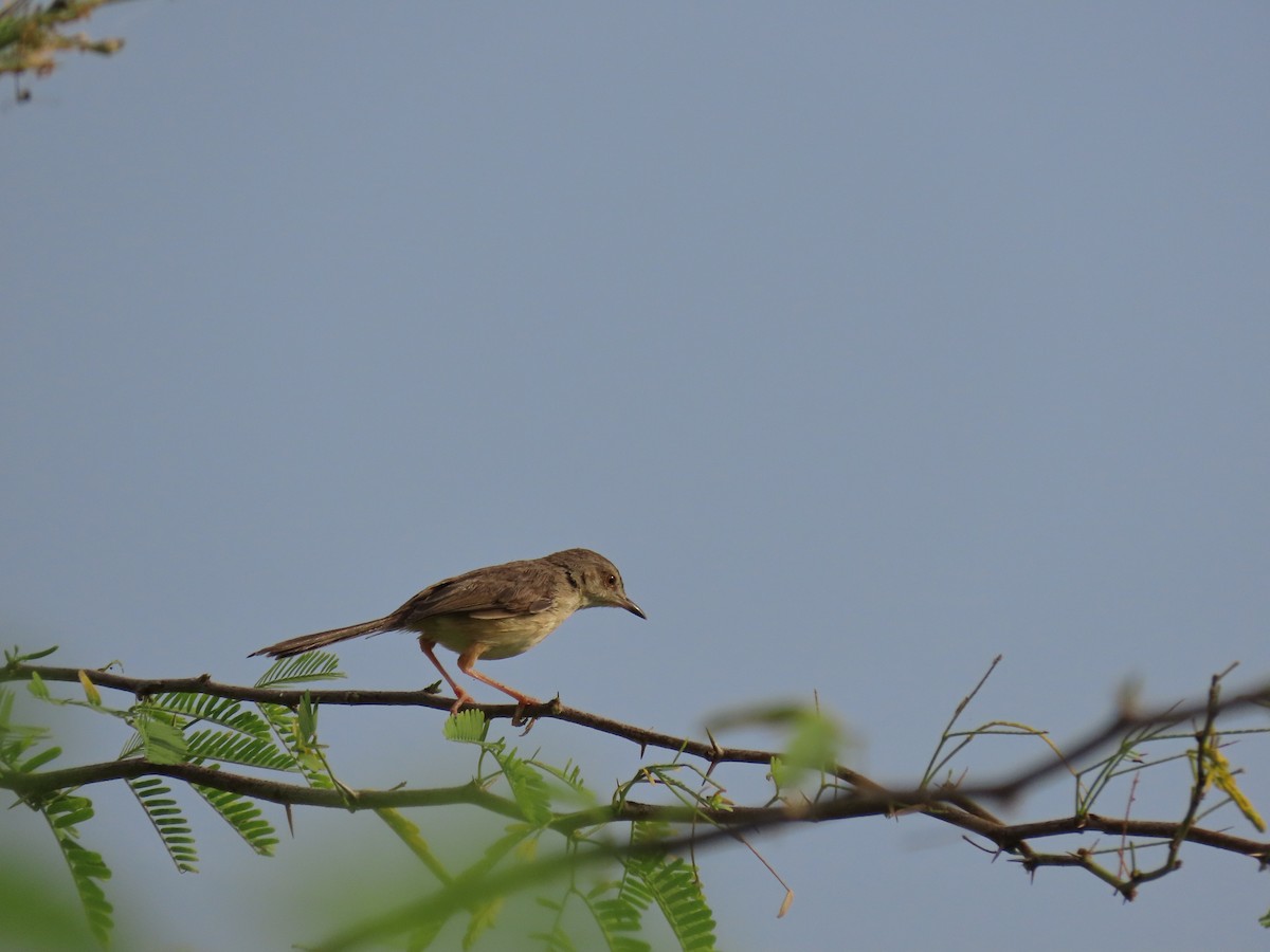 Plain Prinia - ML405987201