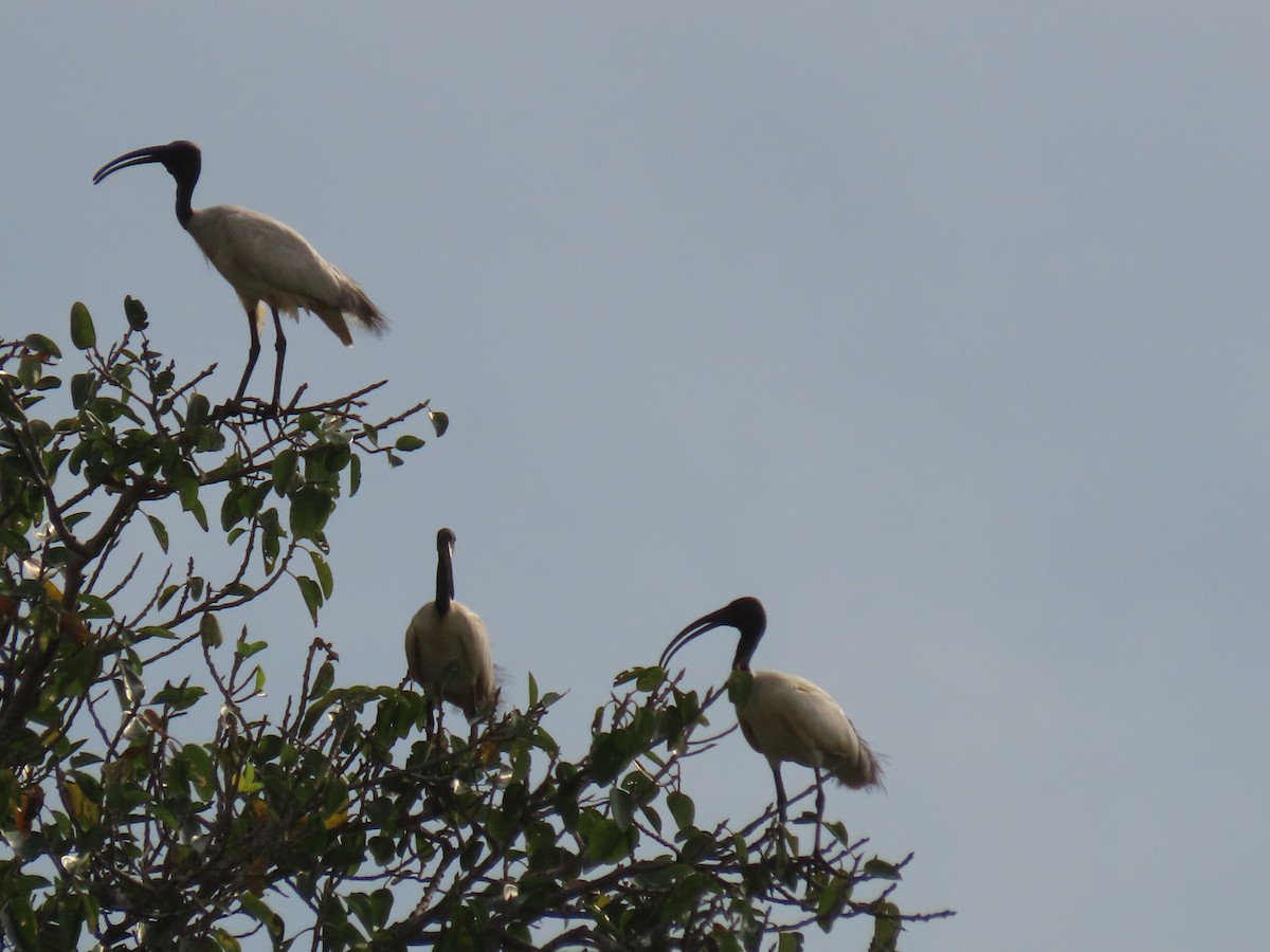 ibis černohlavý - ML405987601