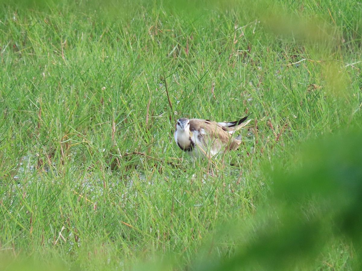 Pheasant-tailed Jacana - Sreekumar Chirukandoth