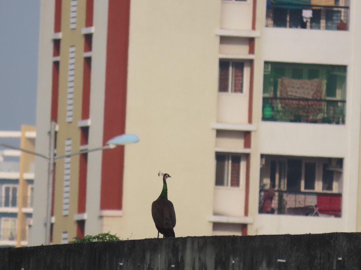 Indian Peafowl - ML405987911