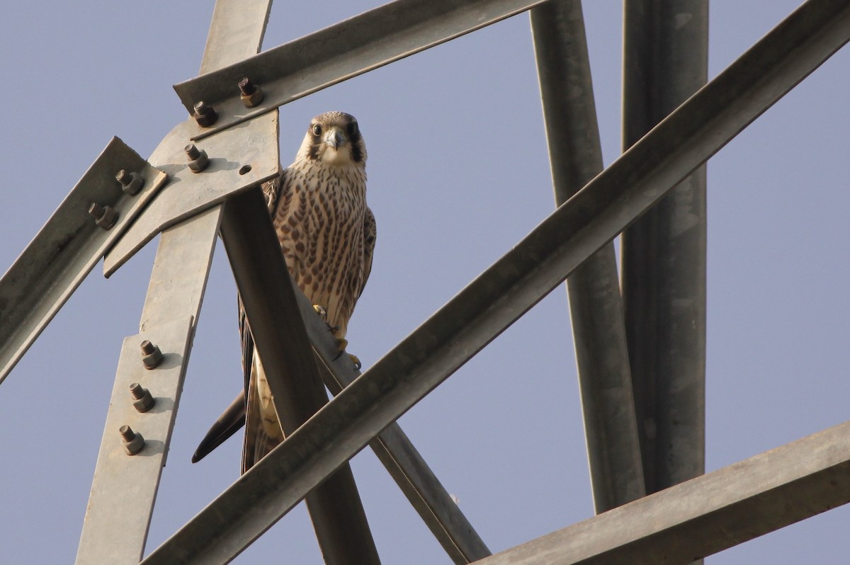 Peregrine Falcon - ML40598901