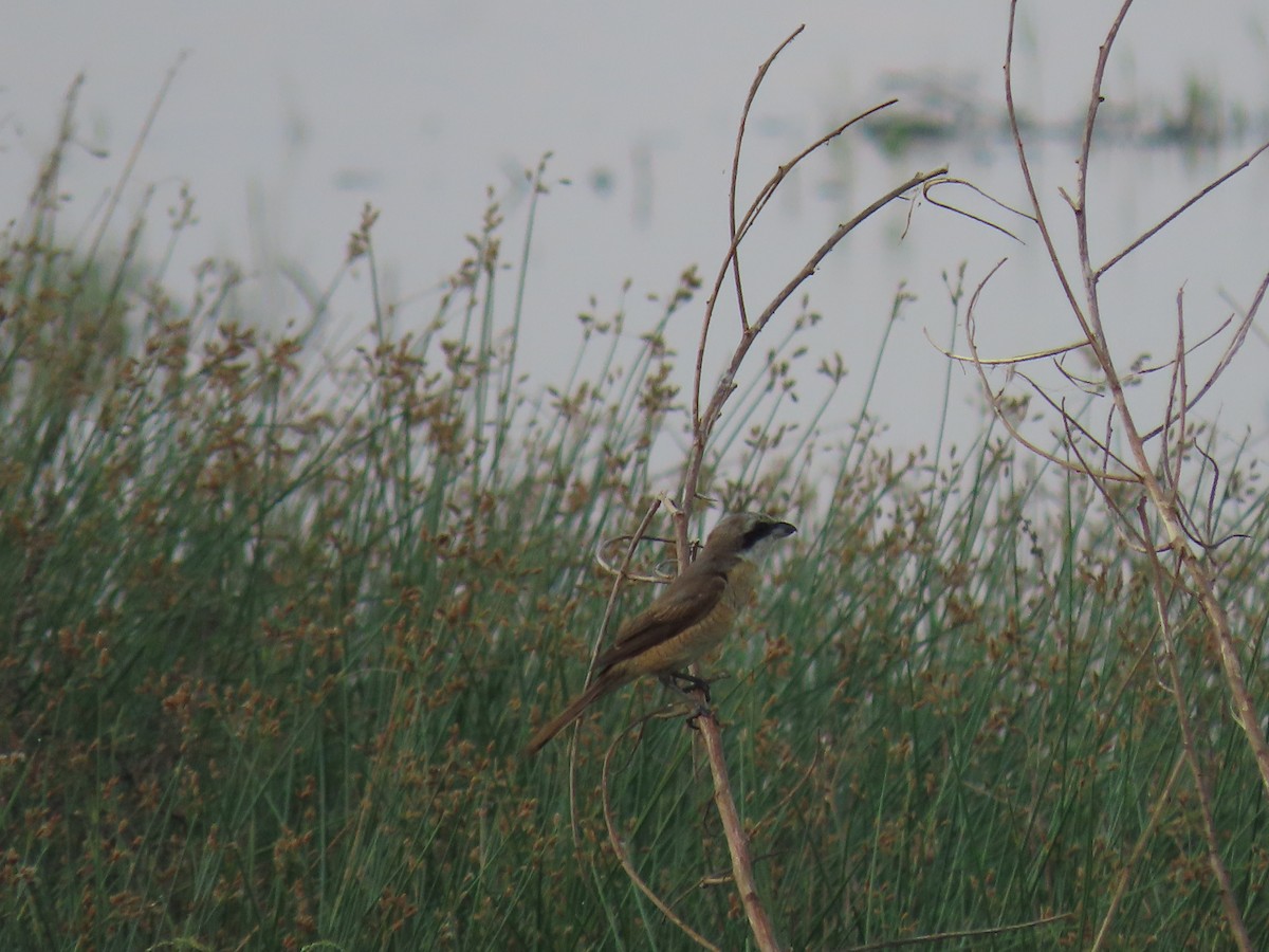 Brown Shrike - ML405993541