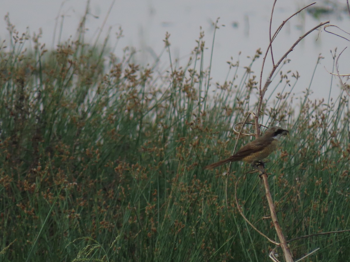 Brown Shrike - ML405993551