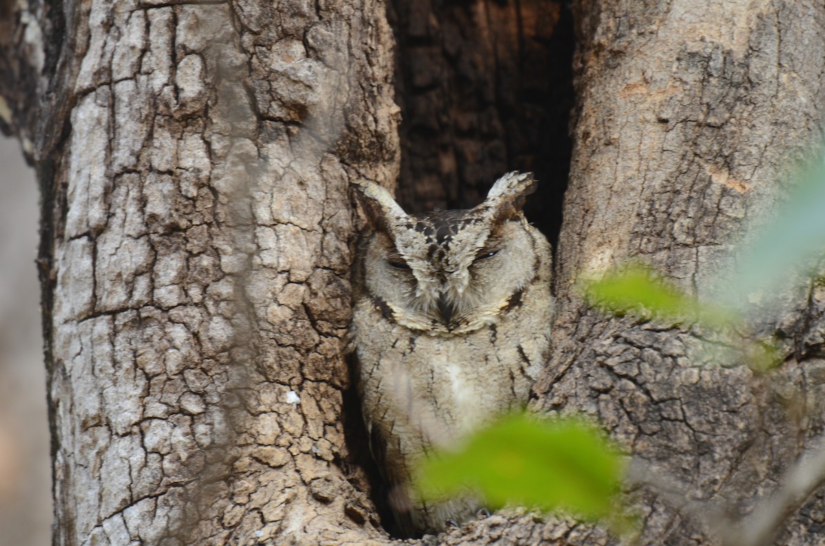 Indian Scops-Owl - ML405993851