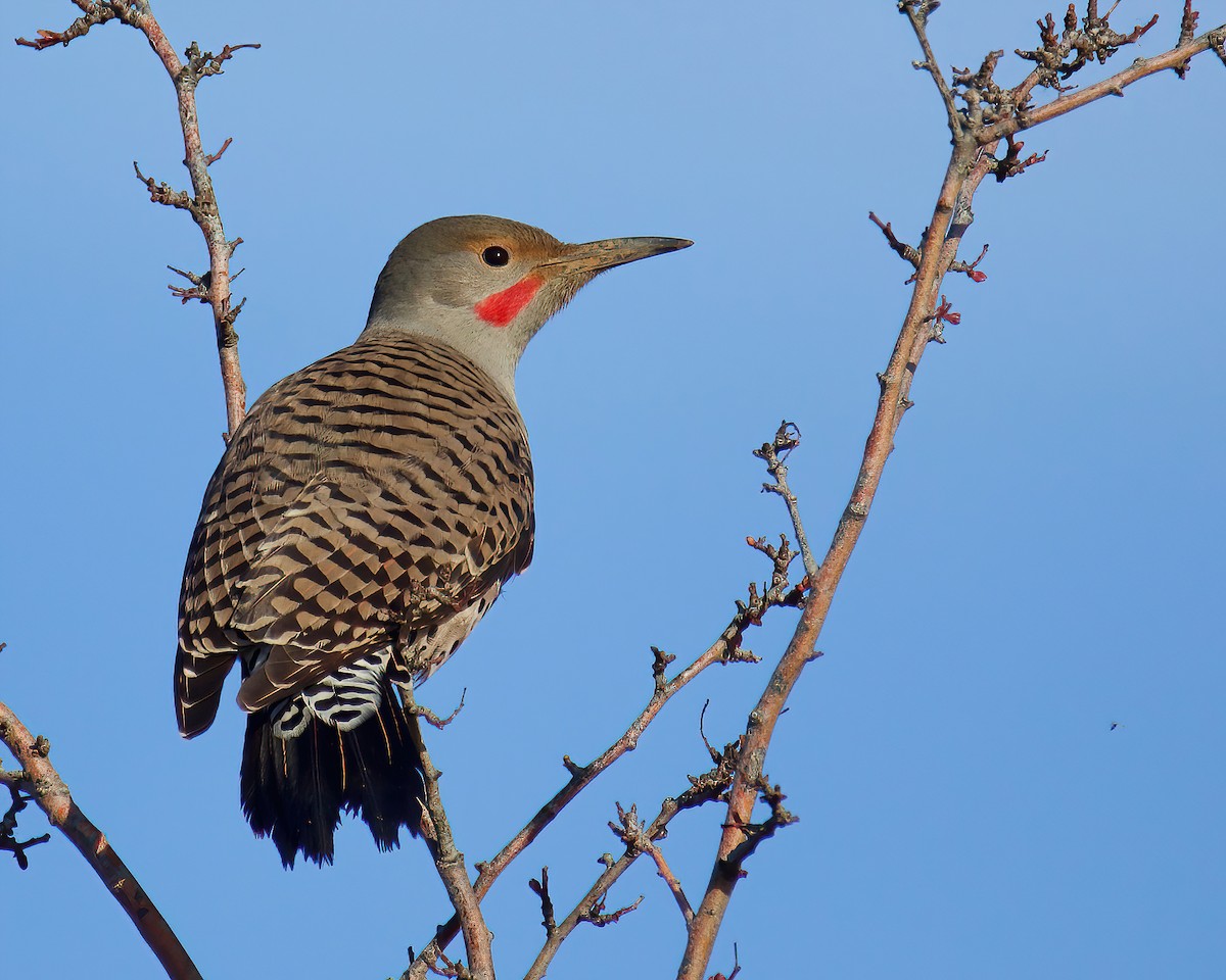 Northern Flicker (Red-shafted) - Charlotte Allen