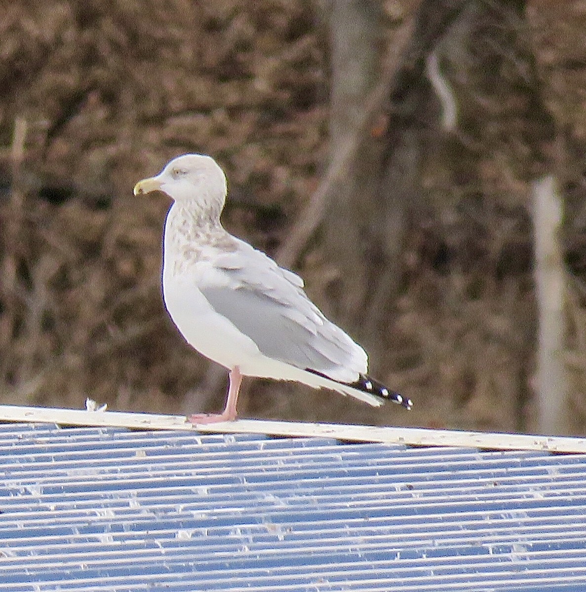 Herring Gull - ML405994691