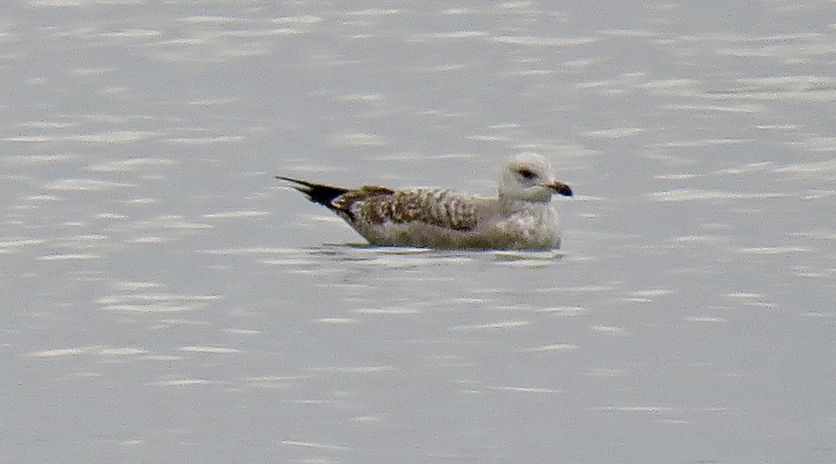 Herring Gull - ML405995051