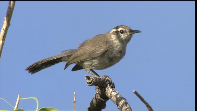 Bewick's Wren - ML405998