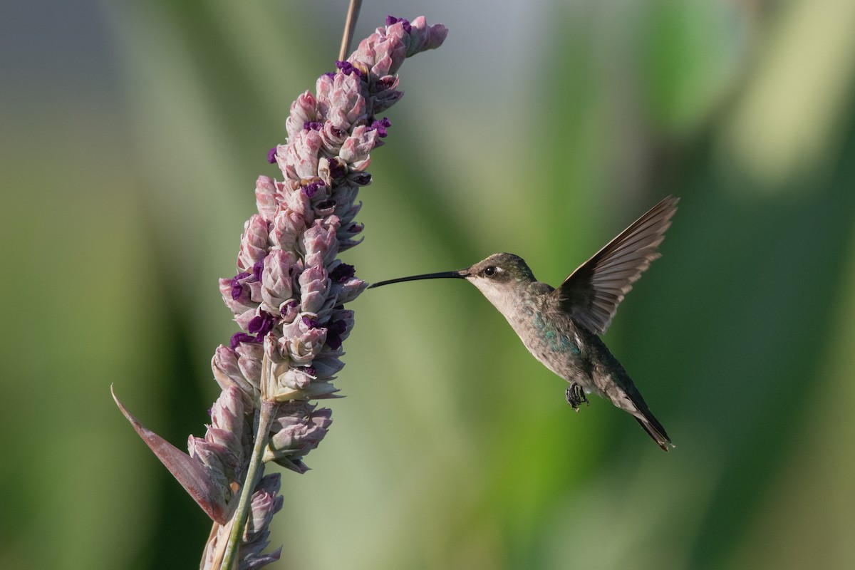 Blue-tufted Starthroat - Pablo Re