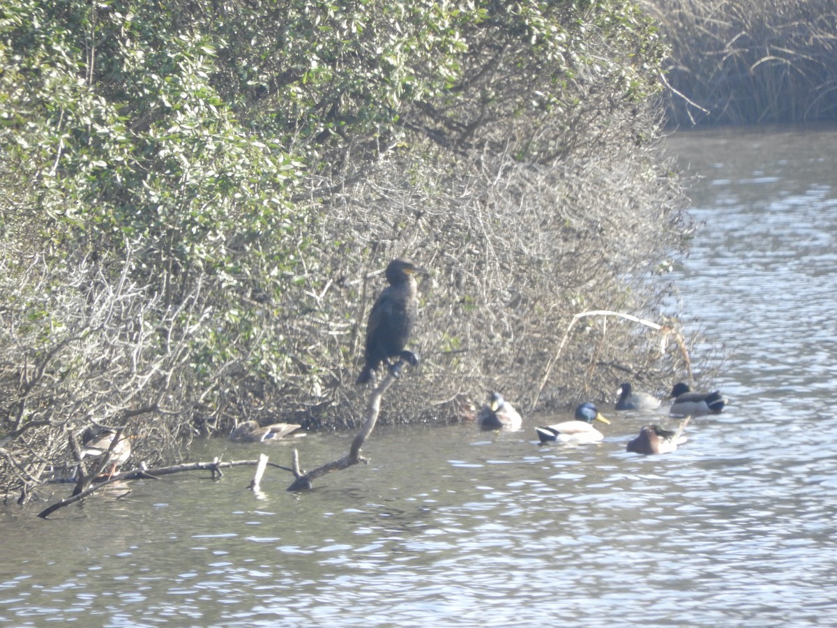 Double-crested Cormorant - ML406000631