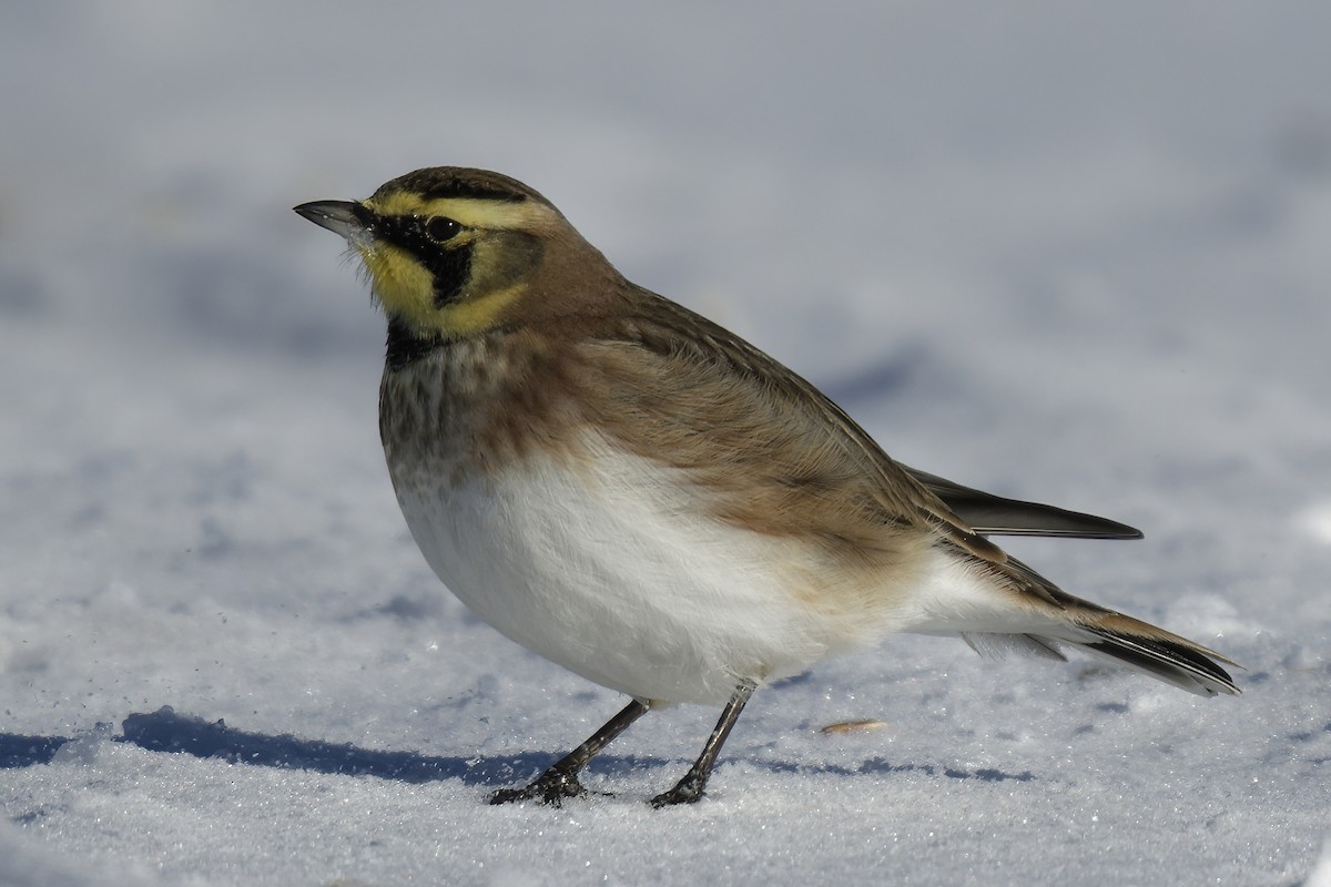 Horned Lark - ML406001121