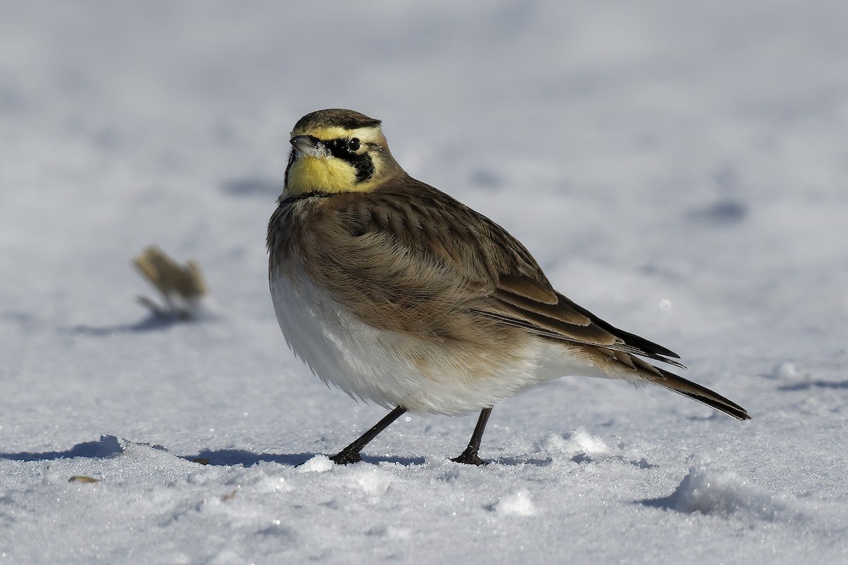 Horned Lark - ML406001411