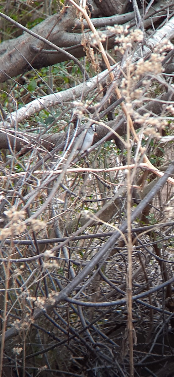 Bruant à couronne blanche - ML406002271