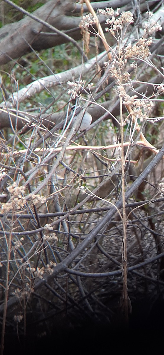 White-crowned Sparrow - ML406002291