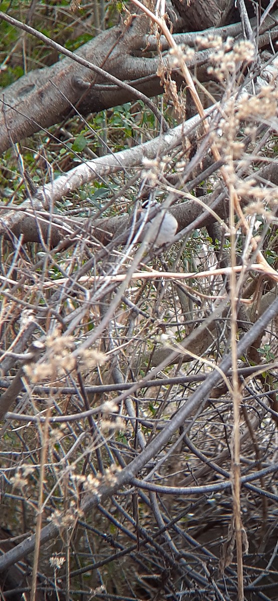 Bruant à couronne blanche - ML406002311