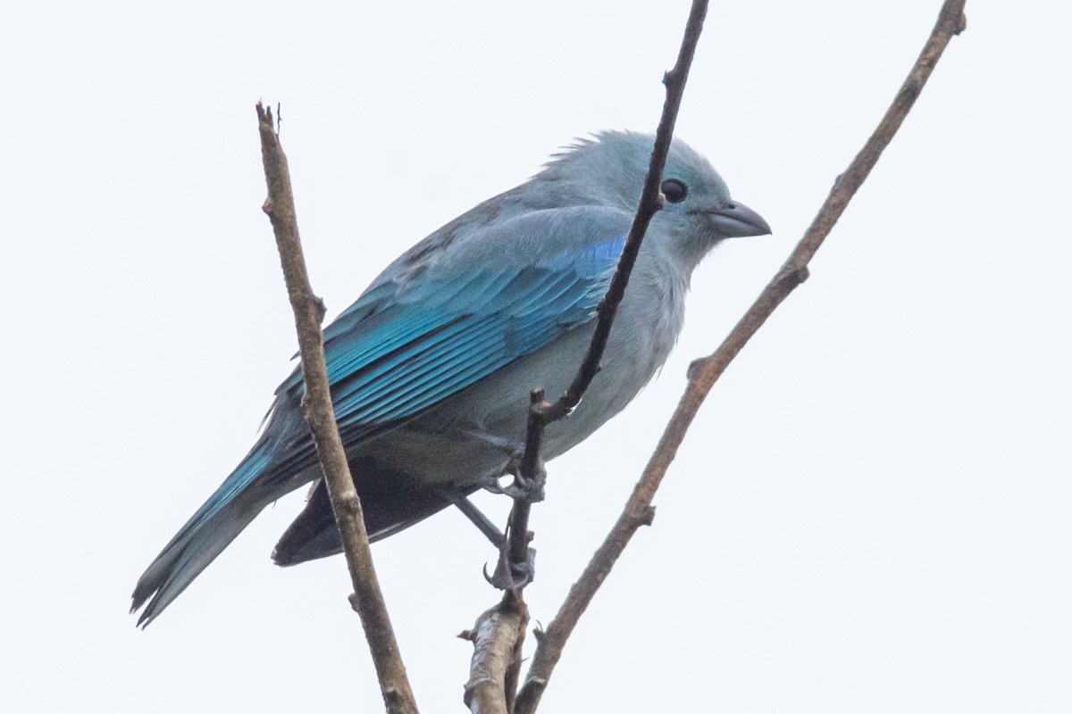 Blue-gray Tanager - Victor Hugo Michelini