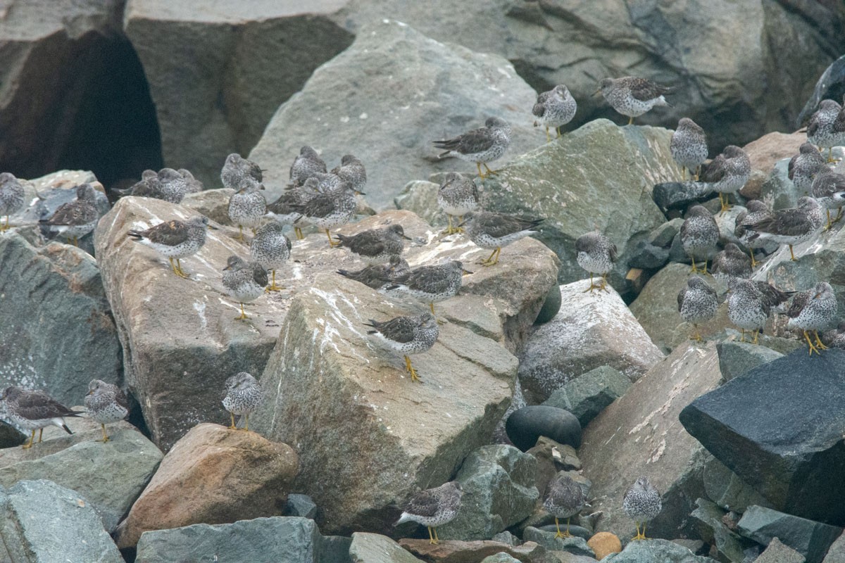 Surfbird - ML406003741