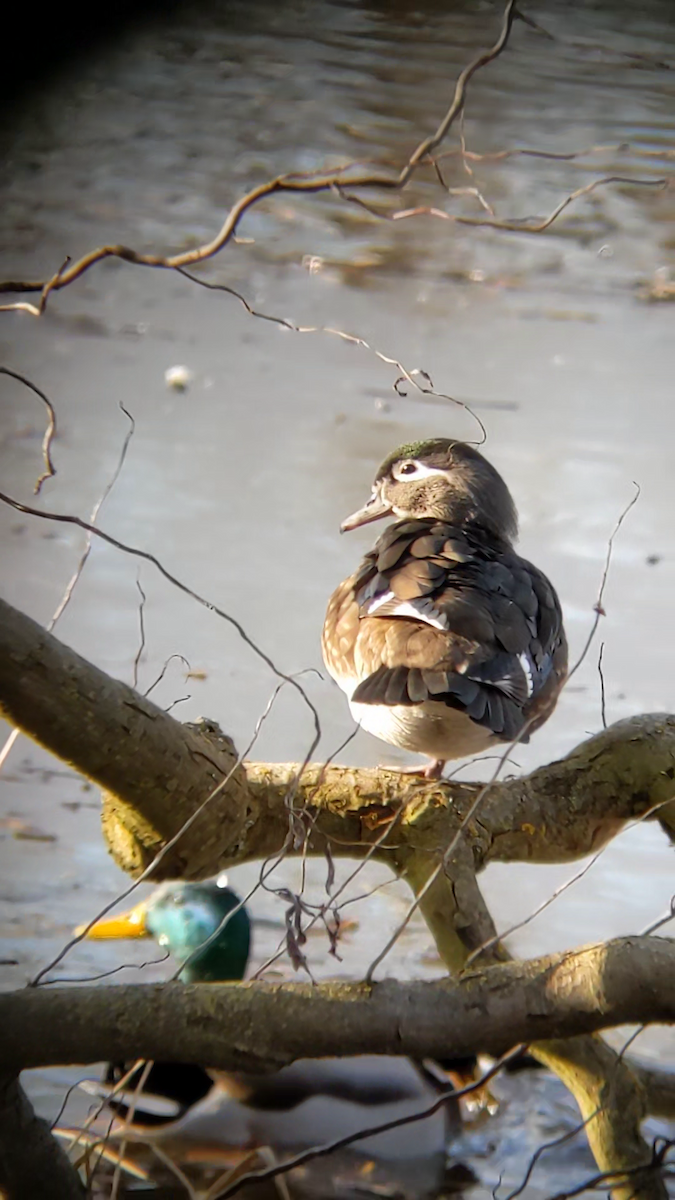 Wood Duck - ML406003751