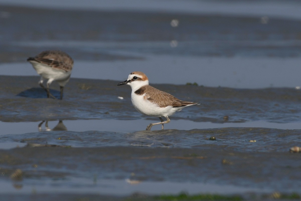 White-faced Plover - ML406005301