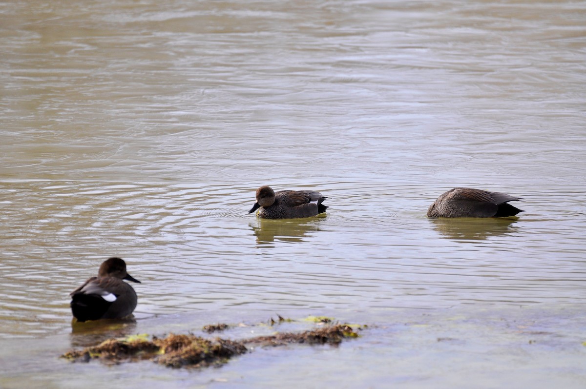 Gadwall - ML406007401