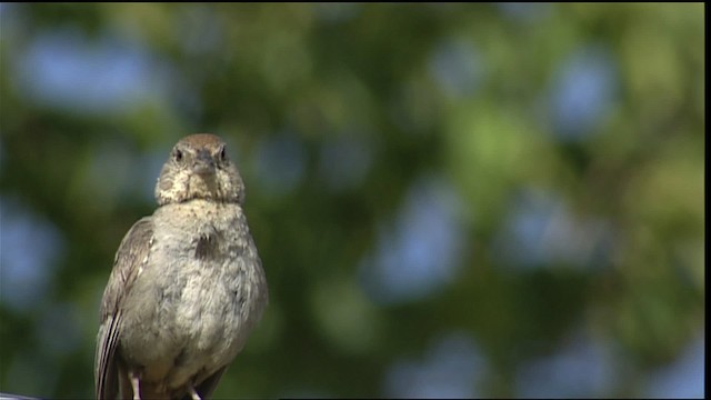 Canyon Towhee - ML406010