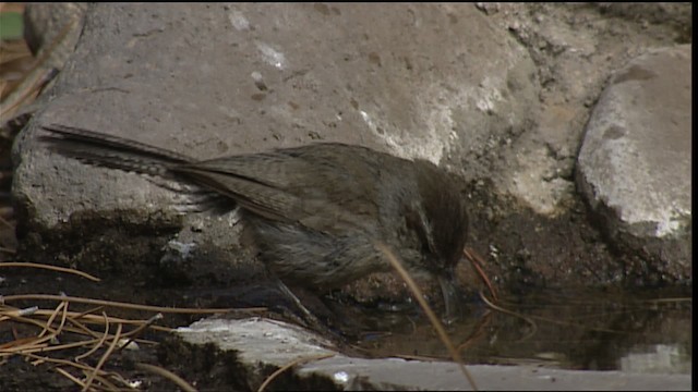 Bewick's Wren - ML406012