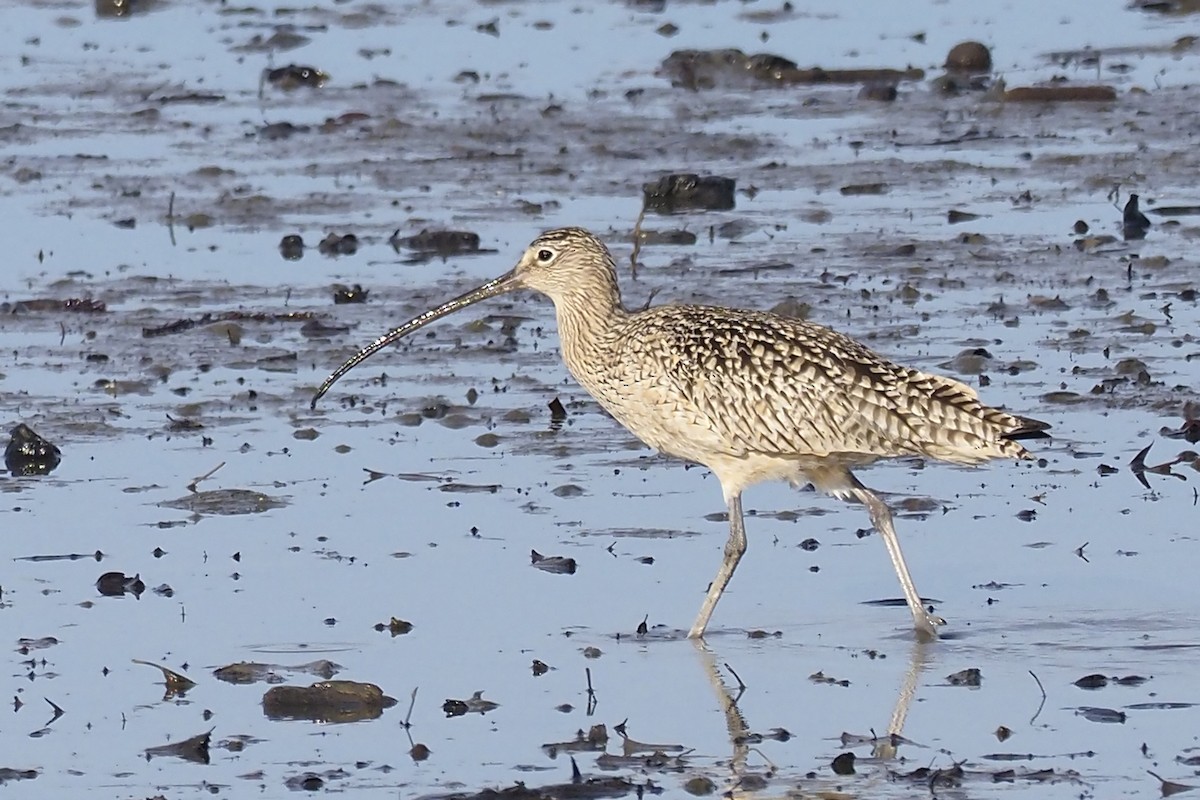 Long-billed Curlew - ML406012821