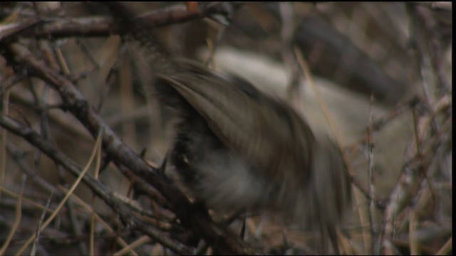 Bewick's Wren - ML406013