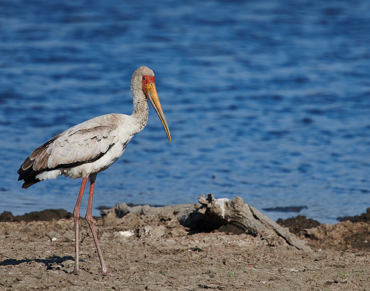 Yellow-billed Stork - Nick Hamatake