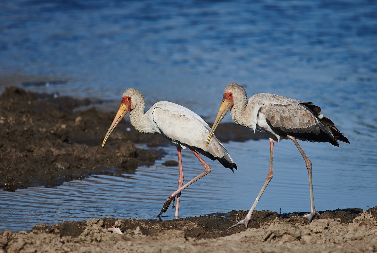 Yellow-billed Stork - Nick Hamatake