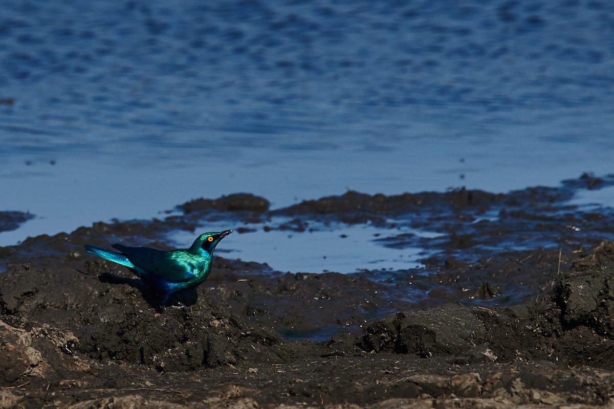 Cape Starling - Nick Hamatake