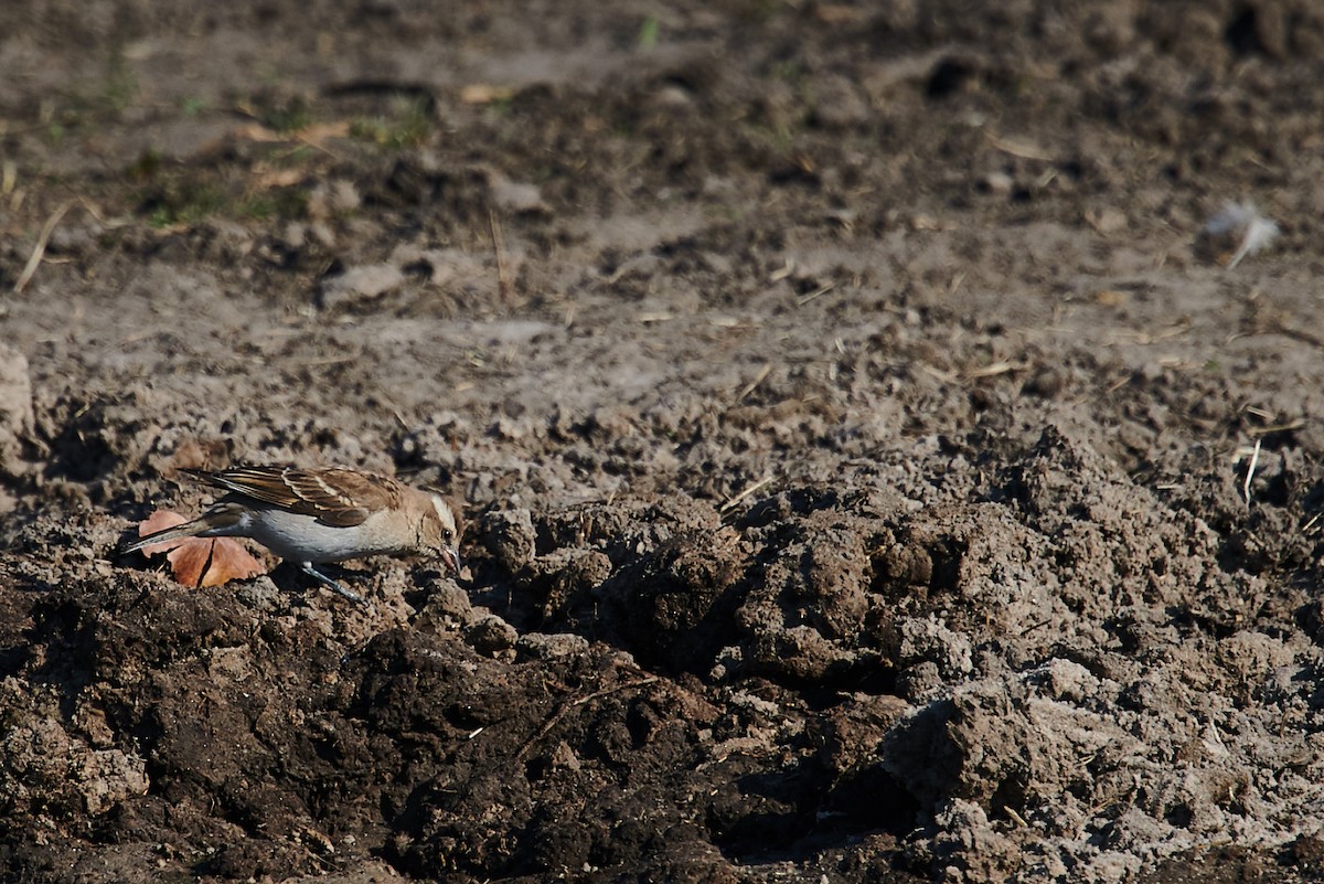 White-browed Sparrow-Weaver - ML406013591