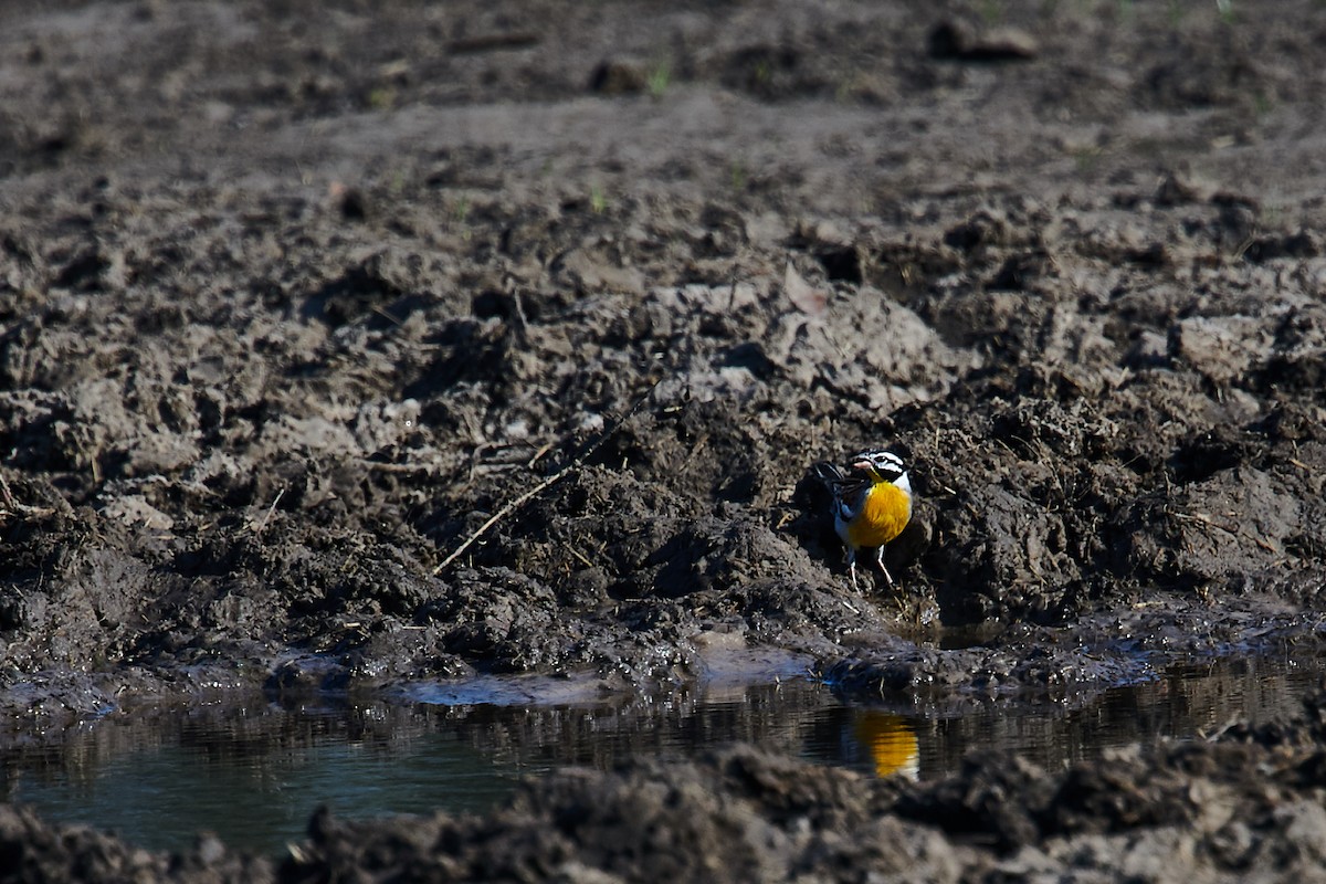 Golden-breasted Bunting - Nick Hamatake