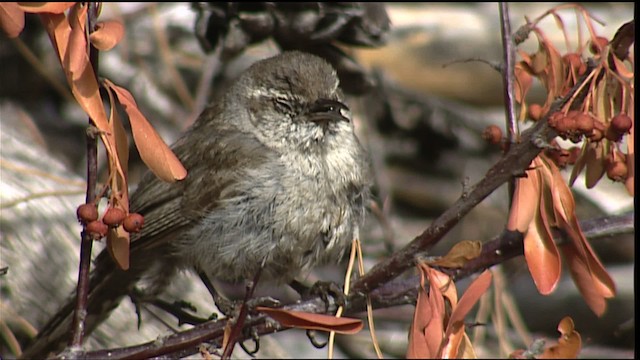 Bewick's Wren - ML406014