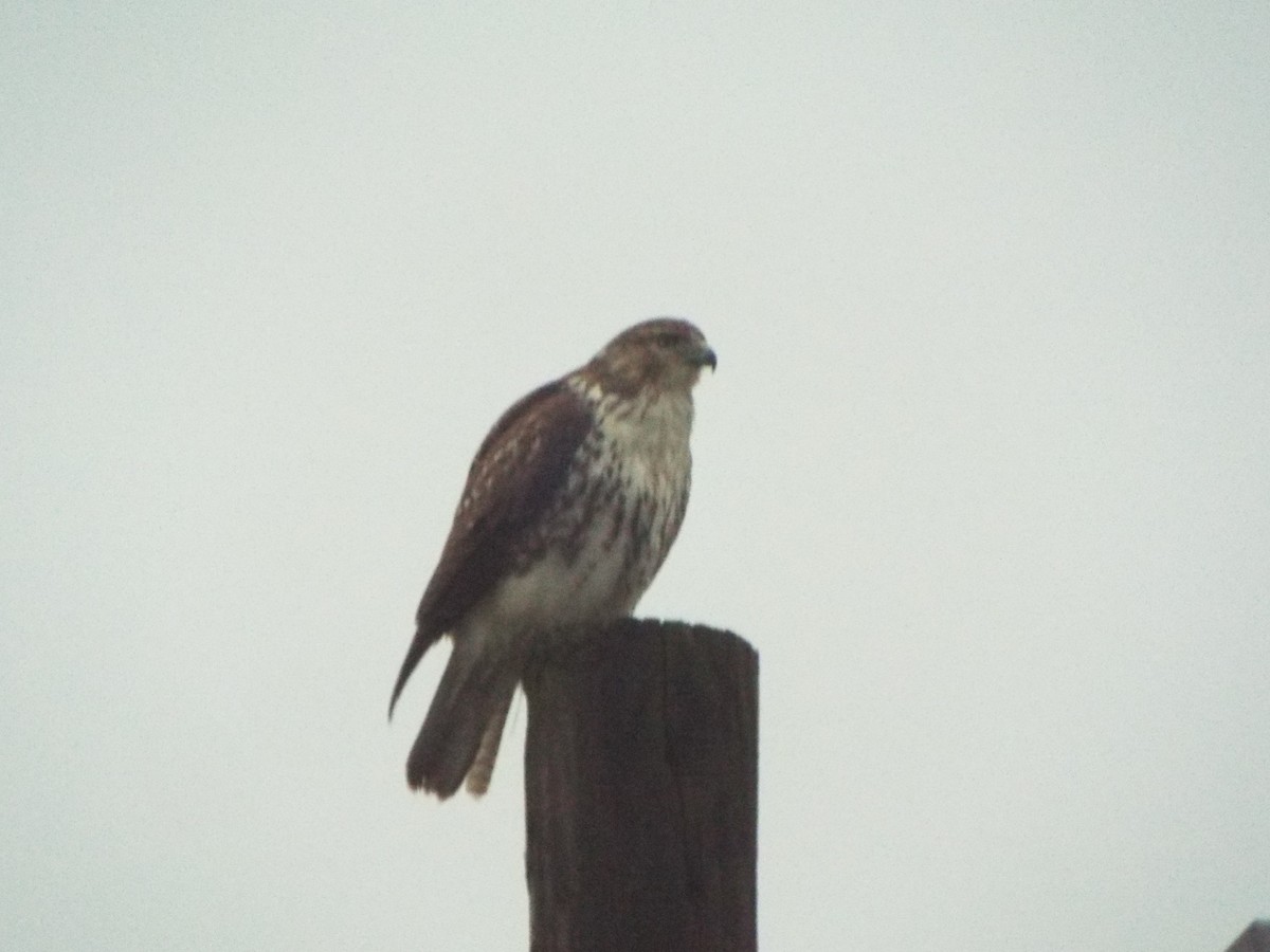 Red-tailed Hawk (borealis) - ML406015111