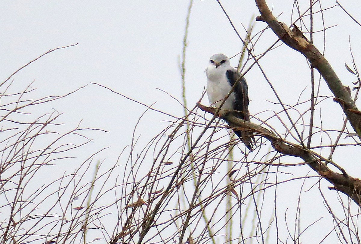 Black-winged Kite - Juan Pérez